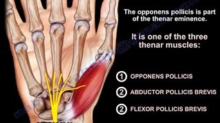 Anatomy Of The Opponens Pollicis - Everything You Need To Know - Dr. Nabil Ebraheim