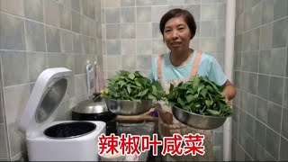 东北媳妇来海南干农活，地里摘了两盆辣椒叶要腌咸菜，都说好吃 #记录真实生活 #打工人 #美食