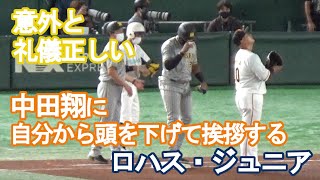 中田翔に自分から頭を下げて挨拶するロハス・ジュニア