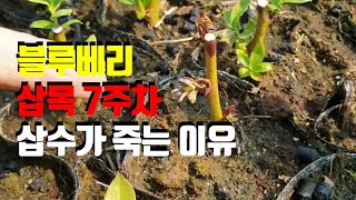 블루베리숙지삽목 7주차 진행 사항(블랙팁 발생 삽목묘 물관리 및 비료 주는 방법)(숙지삽목 #7주차)