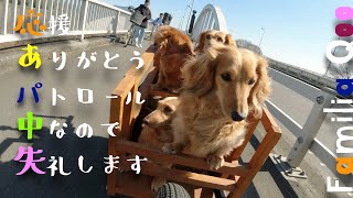 応援ありがとう。パトロール中なので失礼します【ミニチュアダックス犬】