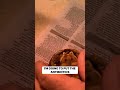 Medicating and Hydrating Your Baby Tortoise