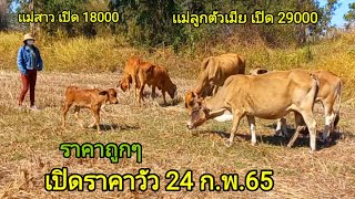 เปิดราคาวัวเเม่ลูก เเม่สาว วันนี้(24ก.พ.65)@pe-ja