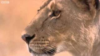 Lioness vs Cheetah | Big Cat Diary | BBC