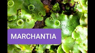 Marchantia