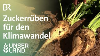 Pflanzenzucht: Zuckerrüben für den Klimawandel | Unser Land | BR