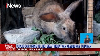 Pupuk Cair Urine Kelinci Bisa Tingkatkan Kesuburan Tanaman #iNewsSiang 15/01