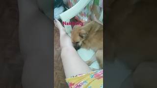 227 #dog #doglover #pest #puppy  #trend #video #shortvideo #tiktok #trending