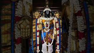 ஸ்ரீவில்லிபுத்தூர் திருவண்ணாமலை ஸ்ரீ நிவாசப்பெருமாள் Srivilliputhur Thiruvannamalai   #perumal