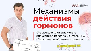 Механизм действия гормонов | Ассоциация Профессионалов Фитнеса (FPA)