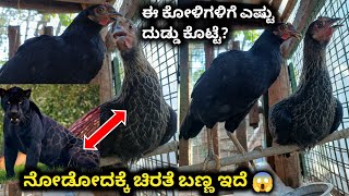 ಈ ಕೋಳಿಗಳಿಗೆ ಎಷ್ಟು ದುಡ್ಡು ಕೊಟ್ಟೆ | ನಮ್ಮ ಹೊಸ ಕೋಳಿಗಳು ನೋಡಿ ಹೇಗಿವೆ | ನಾಟಿ ಕೋಳಿ | Pet care kannada