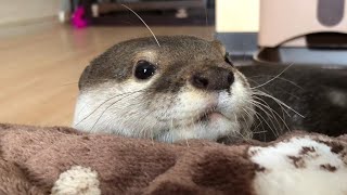 カワウソさくら 今更アゴ乗せにはまる流行りに疎いカワウソ Otter to put a chin