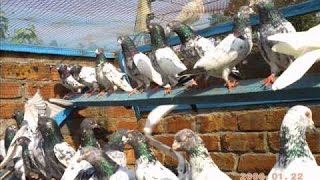 Pigeons take flight ..#kabutar house#
