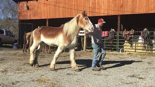 Sold 198- Belgian mare