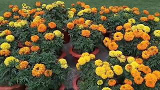 inka genda/hazari genda/marigold plant care(How to care and get more flowers in marigold/genda)