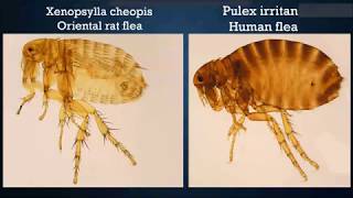 Plague & Yersinia pestis