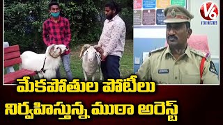 మేకపోతుల బెట్టింగులు పోటీలు : Police Arrested 16 Members | V6 News