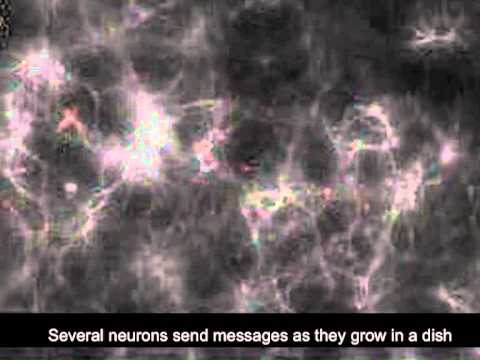 Las neuronas cuando se comunican