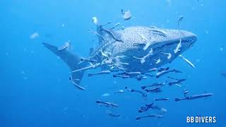 whaleshark encounter at HTMS Chang wreck