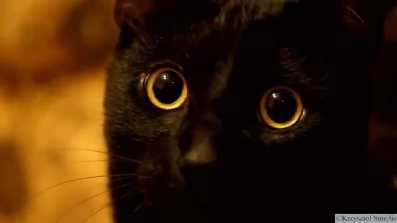 Funny Face Of Black Cat Youtube