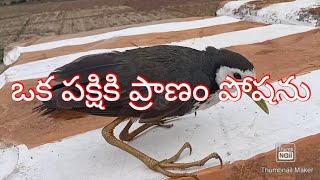 ఒక పక్షి ప్రాణం పోశాను