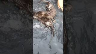 Hot Weather, Otters need more water#shorts #subscribe