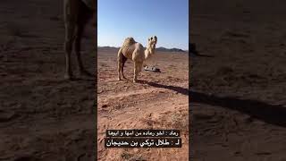 ‏🔥من زمول منقية : طلال تركي بن حديجان🔥