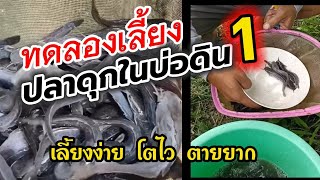 ทดลองเลี้ยงปลาดุกในบ่อดิน 1 | ซื้อพันธุ์ปลาจากรถเร่