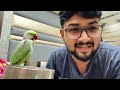 तोते को बोलना कैसे सिखाये बोलने वाला तोता talkingparrot bolnewalatota training mitthu pets