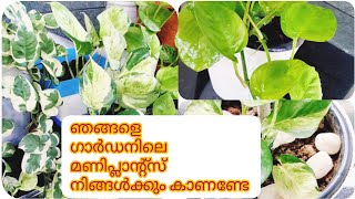 നമ്മുടെ ഗാർഡനിലെ മണിപ്ലാന്റ്സ് കാണണ്ടേ |variety maniplants or pathos our garden