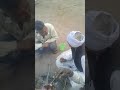 4 hajar old man funny abusing very funny video 400walivideo 4hajar oldmanfun