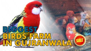 Pakistan Biggest Rosella Parrot Farm | Dove colony for sale | Rosella Parrot chicks