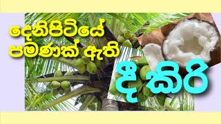 දීකිරි පොල් ගැන දැන ගනිමු - dhikiri pol | Macapuno Coconut in Srilanka