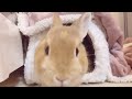 【うさぎを飼うか迷っている方へ】知っておきたい初期費用