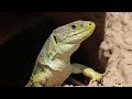 ocellated lizard timon lepida emerging from its burrow.