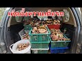 (Ep78 3/3)6.9.2024 เก็บเห็ดผึ้งหวานเยอะสุดๆจนเต็มรถไม่มีที่ใส่Harvesting King Boletes in CA USA