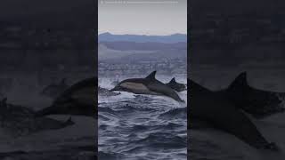 Dolphin stampede in California