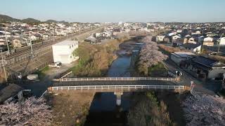 【SORAKARA】梅田川桜並木＠豊橋