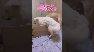 大型犬の激しめ段ボール解体!!!グレートデン子犬 #shorts