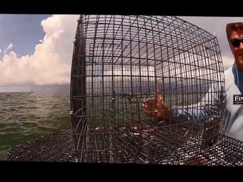 How to use a Bandito Key West Pinfish Trap How to use a Bandito Key West Pinfish Trap