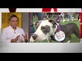 the pit bull debate