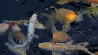 Koi in slow motion