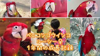 【雛成長記録】ベニコンゴウインコルーシーの雛から1才までをまとめてみました