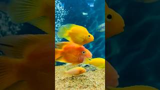 Molly fish Par wali #aquarium #guppy #guppybreeding #mollyfish #petsvlog #shortsvlog #fishtank