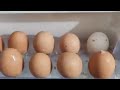 unbelievable egg অবিশ্বাস্য ডিম