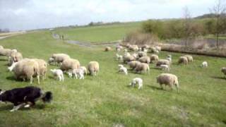 Schapen met lammetjes gaan naar buiten