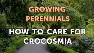 How to Care for Crocosmia