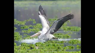 Spot-billed pelican slow-motion flight video at Saul kere lake