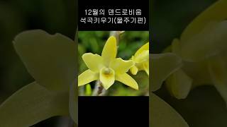 겨울철(12월)덴드로비움 석곡 키우기 (물주기편)