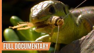 The Fascinating World of Insects |  Documentary
